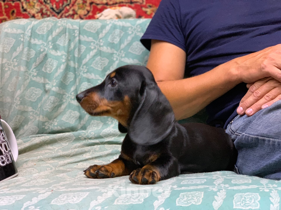 Собаки в Москве: Мальчик такса Мальчик, 40 000 руб. - фото 7