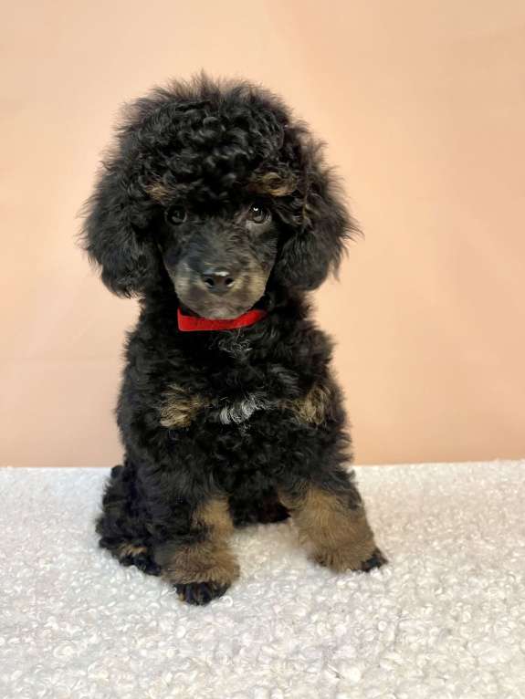 Собаки в Калуге: Пудель  Мальчик, 60 000 руб. - фото 3