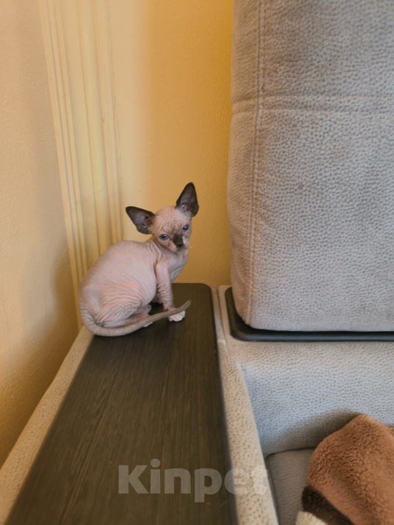 Кошки в других городах Тульской области: Котята канадского сфинкса Разнополые, 6 000 руб. - фото 1