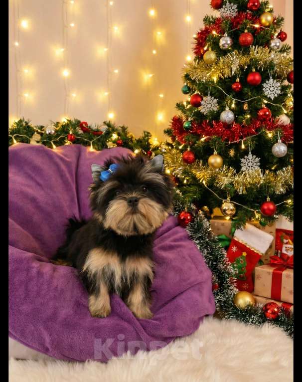 Собаки в Москве: Щенок йорка мальчик стандарт  Мальчик, Бесплатно - фото 6