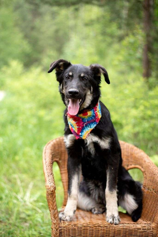 Собаки в Электрогорске: Щенок в добрые руки Мальчик, Бесплатно - фото 3