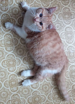 Ярко-рыжий шотландский котик