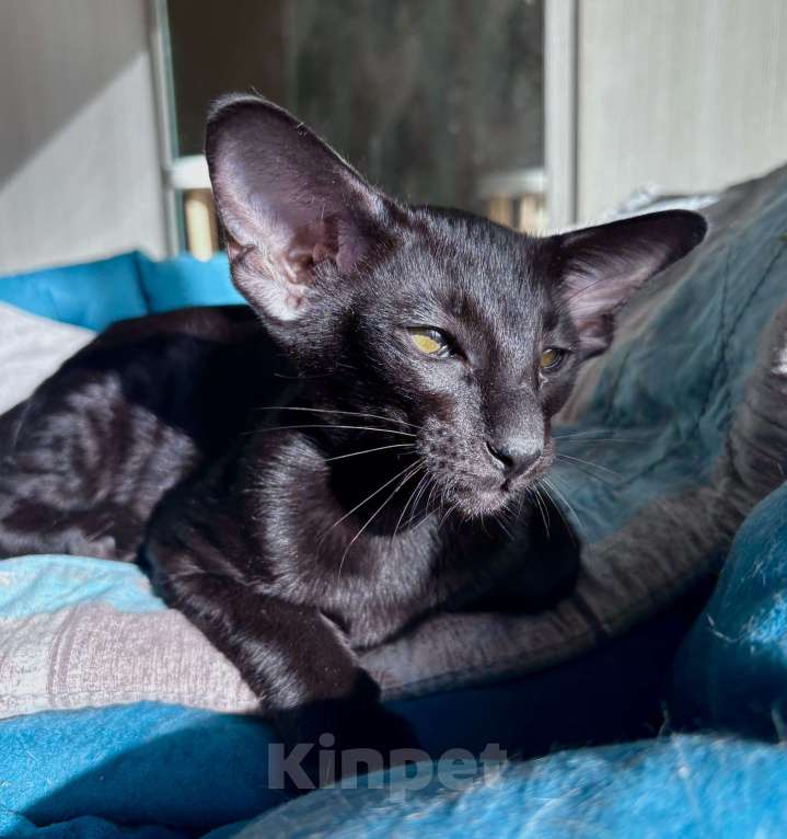 Кошки в Казани: Ориентальные котята  Девочка, Бесплатно - фото 2