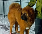 Собаки в Казани: Отдам в добрые руки Мальчик, 1 руб. - фото 3