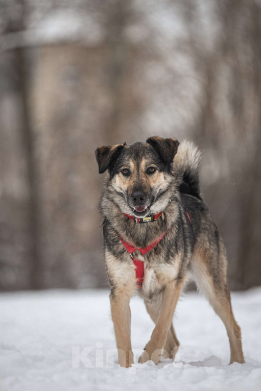 Собаки в Москве: Энергия Солнца и Нежность Шёлка! Девочка, Бесплатно - фото 3
