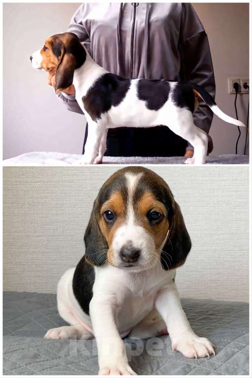 Собаки в других городах Московской области: Эстонская гончая - ЩЕНКИ Девочка, Бесплатно - фото 5