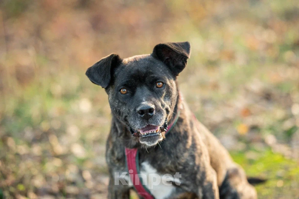 Собаки в Москве: Добрячка Кора Девочка, Бесплатно - фото 2