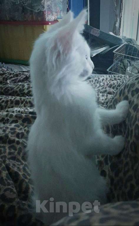 Кошки в Москве: Мейн-кун котёнок Девочка, 14 870 руб. - фото 4