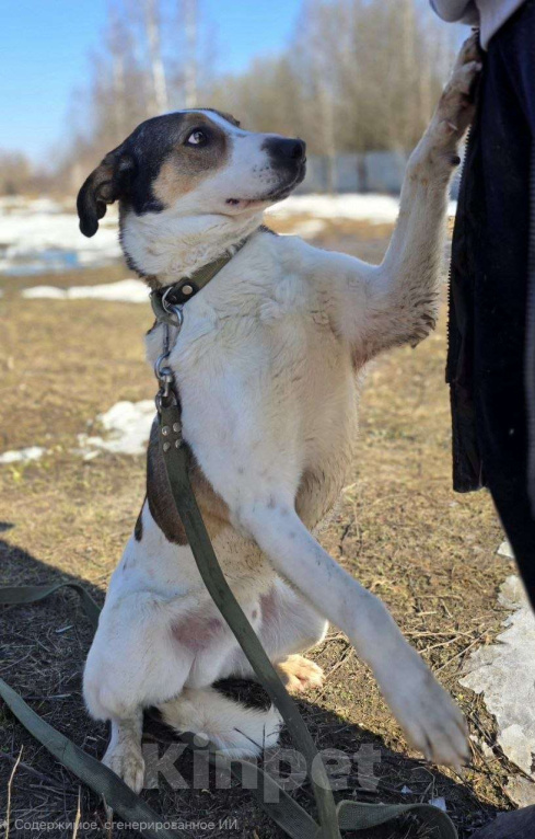 Собаки в Королеве: Обаятельный Дрейк ищет своего человека Мальчик, Бесплатно - фото 9