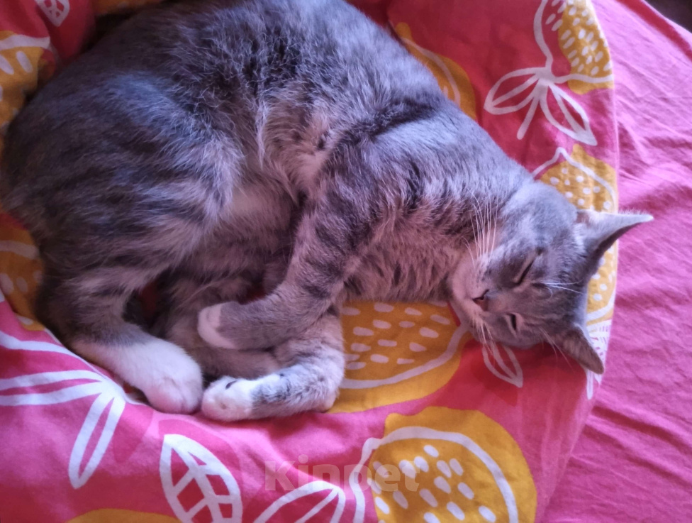 Кошки в Владимире: Пропал кот! Мальчик, Бесплатно - фото 2