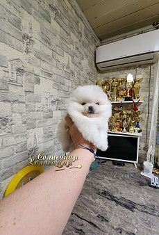 Шпиц померанский мини девочка Ркф