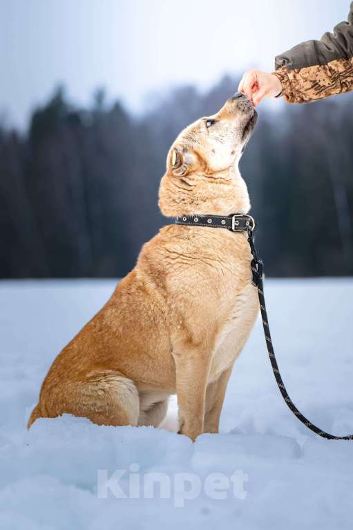 Собаки в Клине: Зоя — самостоятельная собачка Девочка, Бесплатно - фото 2