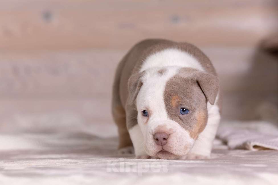 Собаки в Королеве: Американский булли стандарт Девочка, 300 000 руб. - фото 5