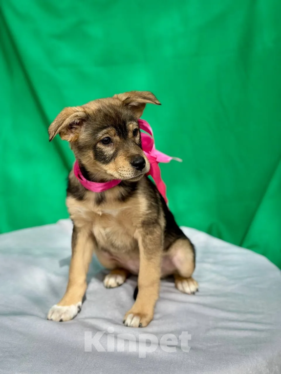 Собаки в других городах Краснодарского края: ищу дом Девочка, 10 руб. - фото 1