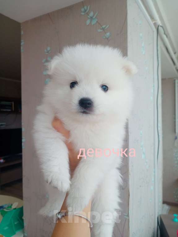 Собаки в Балашове: Японский шпиц Мальчик, 20 000 руб. - фото 3