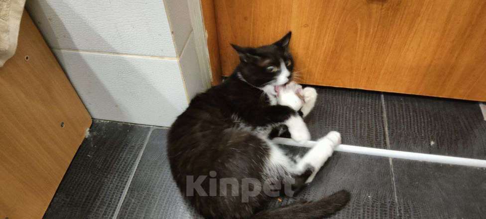 Кошки в Новосибирске: Отдадим котика подростка  Мальчик, Бесплатно - фото 4