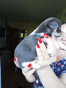 Мальчик голубого окраса