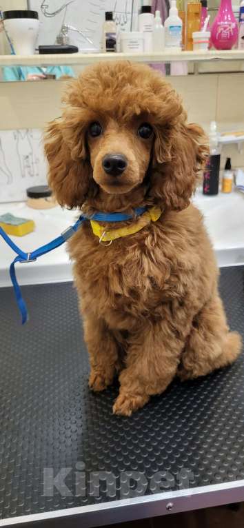 Собаки в Москве: Пудель миниатюрный рыжий Девочка, 150 000 руб. - фото 2