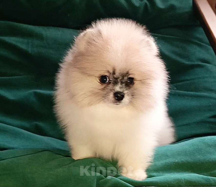 Собаки в Москве: Померанский шпиц мини мальчик Мальчик, 25 000 руб. - фото 9