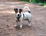 Собаки в Москве: Рекс  Мальчик, Бесплатно - фото 6