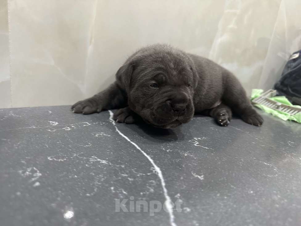 Собаки в других городах Московской области: Щенки Кане-корсо Девочка, 45 000 руб. - фото 2