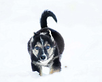 Собаки в Москве: Маленький трехцветный щенок Изюминка в добрые руки Девочка, 1 руб. - фото 4