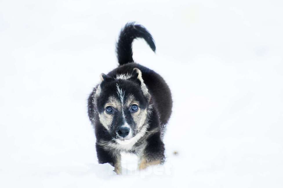 Собаки в Москве: Маленький трехцветный щенок Изюминка в добрые руки Девочка, 1 руб. - фото 4
