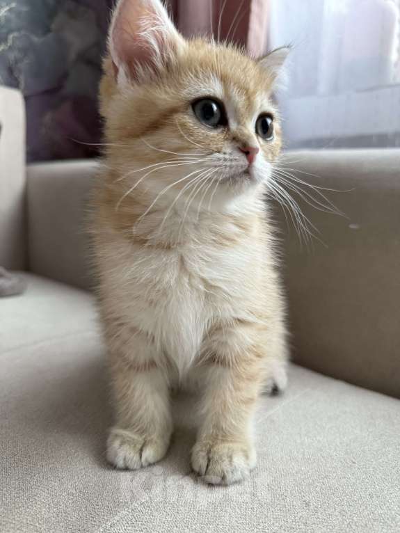 Кошки в Мытищах: Малыш Мальчик, 25 000 руб. - фото 7