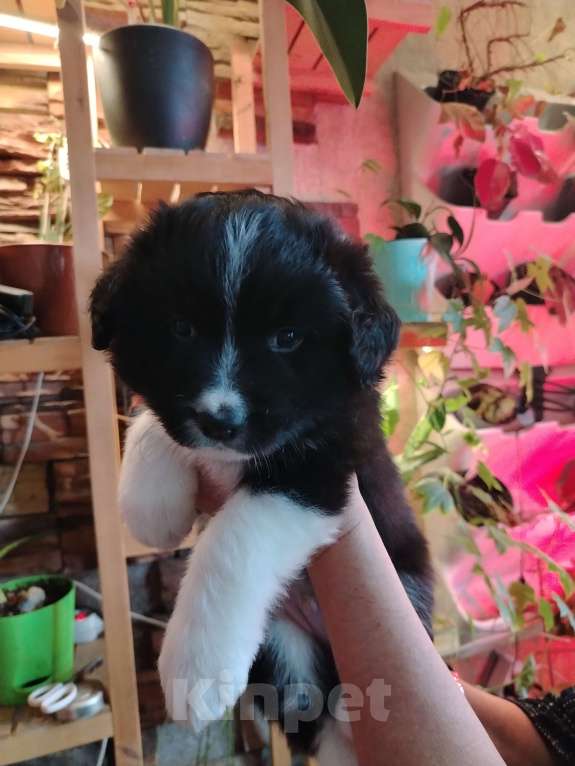 Собаки в Первоуральске: Щенки бордер колли Мальчик, 100 000 руб. - фото 3