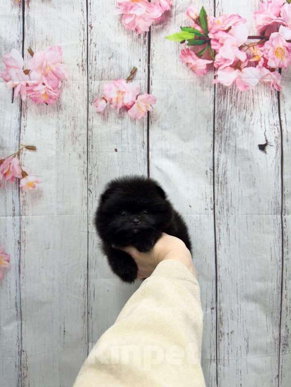 Собаки в Москве: Шикарная девочка Девочка, 30 000 руб. - фото 1