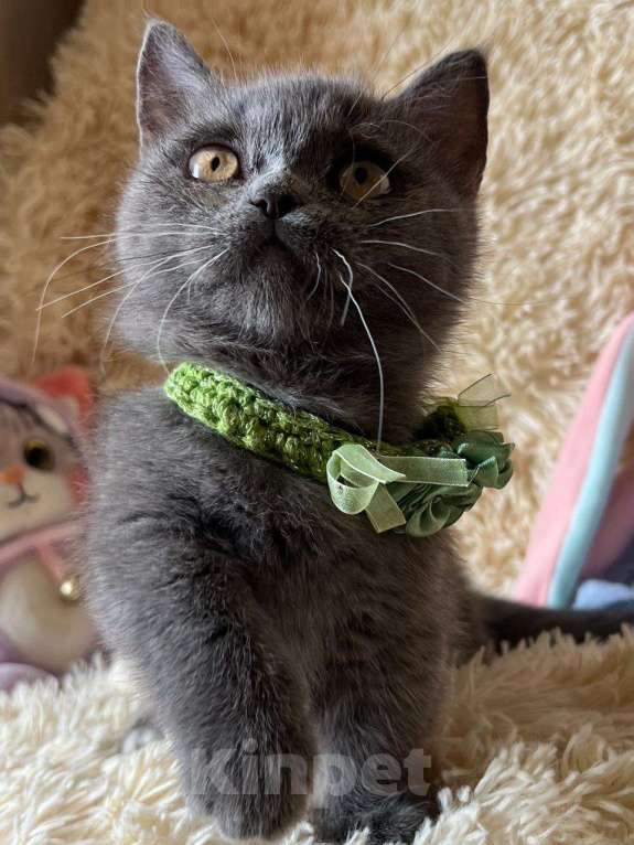 Кошки в Москве: Манчкин менуэт DBE Девочка, 100 000 руб. - фото 5