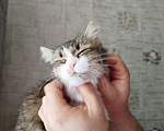 Кошки в Тюмени: Кошка в добрые руки  Девочка, Бесплатно - фото 5
