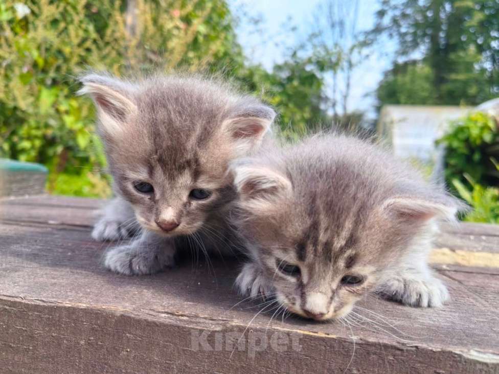 Кошки в Талдоме: Хорошие котята в добрый руки + подарки Девочка, Бесплатно - фото 1