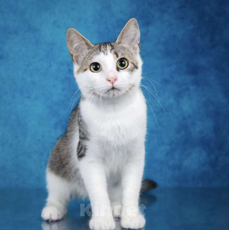 Кошки в Москве: Котёнок Джули Девочка, 1 руб. - фото 6