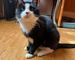 Кошки в Санкт-Петербурге: Маркиз ищет добрые руки Мальчик, Бесплатно - фото 7