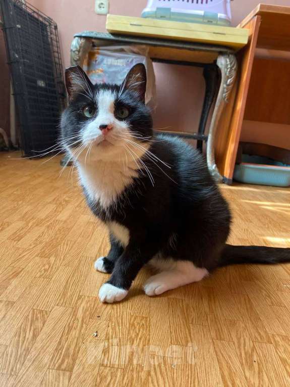 Кошки в Санкт-Петербурге: Маркиз ищет добрые руки Мальчик, Бесплатно - фото 7