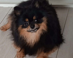 Собаки в Пензе: Шпиц померанский вязка Мальчик, Бесплатно - фото 4