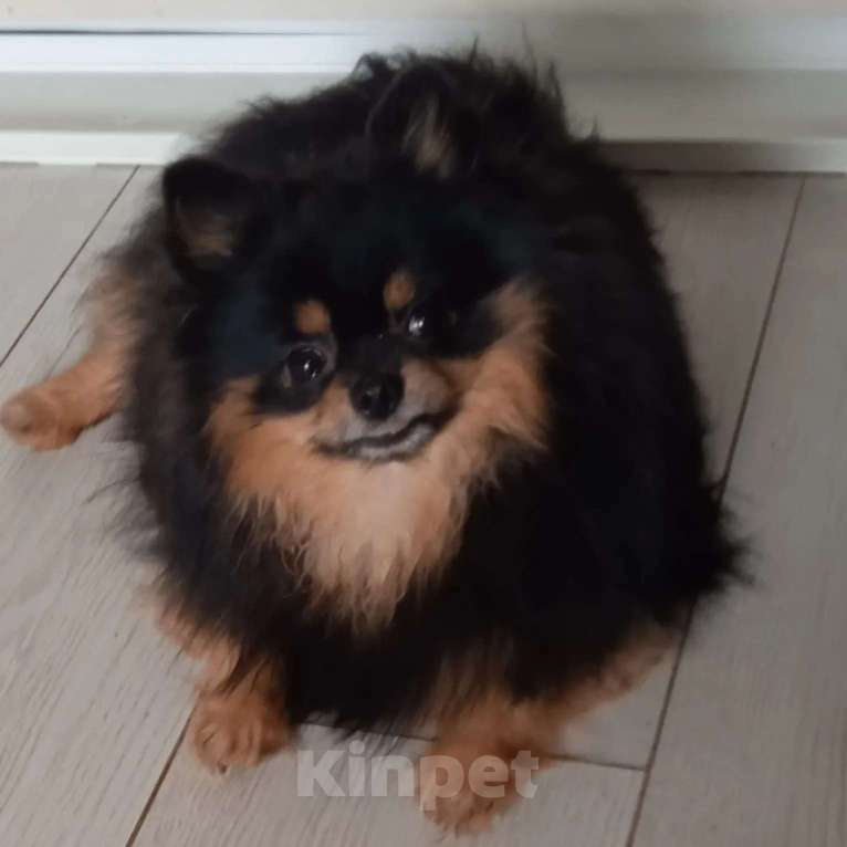 Собаки в Пензе: Шпиц померанский вязка Мальчик, Бесплатно - фото 4