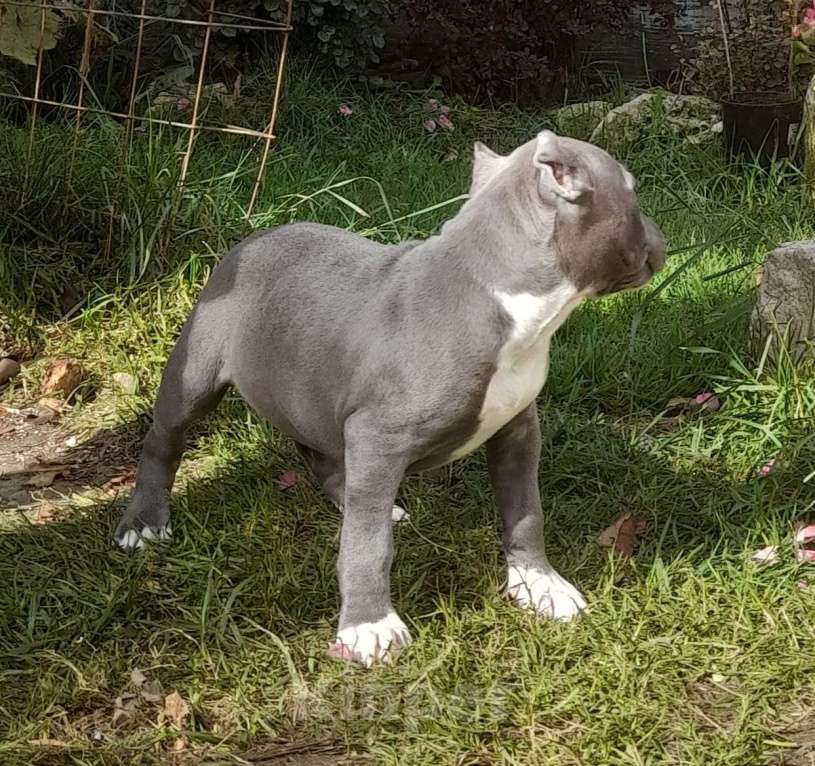 Собаки в Раменском: подрощенный голубой щенок Девочка, 50 000 руб. - фото 2