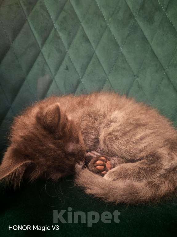 Кошки в Королеве: Котенок от невской маскарадной Мальчик, 3 000 руб. - фото 3