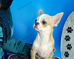Собаки в Москве: Мальчик с голубеньким носиком Мальчик, 20 000 руб. - фото 1