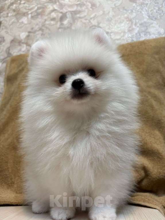 Собаки в Екатеринбурге: Бонус Стиль Ламия Снежный Лик Девочка, 70 000 руб. - фото 2