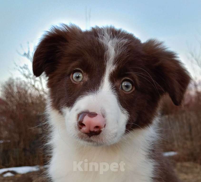 Собаки в Санкт-Петербурге: Бордер Колли девочка в спорт Девочка, 120 000 руб. - фото 1