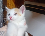 Кошки в Кемерово: Котята Мальчик, Бесплатно - фото 5