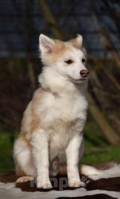 Собаки в Москве: Ненецкая оленегонная лайка, кобель Жгучий перчик. Мальчик, 60 000 руб. - фото 5
