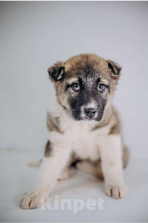 Собаки в Видном: Тэя Девочка, Бесплатно - фото 4