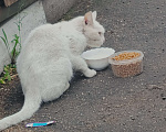 Кошки в Одинцово: Нашла кошку Одинцово! Полностью белый окрас, глаза зелёные с гетерохромией Девочка, 1 руб. - фото 2