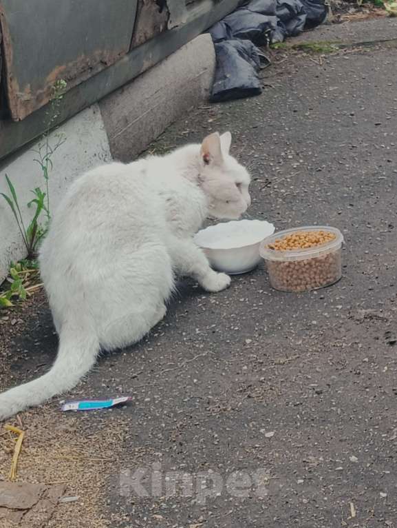 Кошки в Одинцово: Нашла кошку Одинцово! Полностью белый окрас, глаза зелёные с гетерохромией Девочка, 1 руб. - фото 2