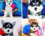 Собаки в Абакане: Хаски Щенки Разных окрасов Разнополые, Бесплатно - фото 1