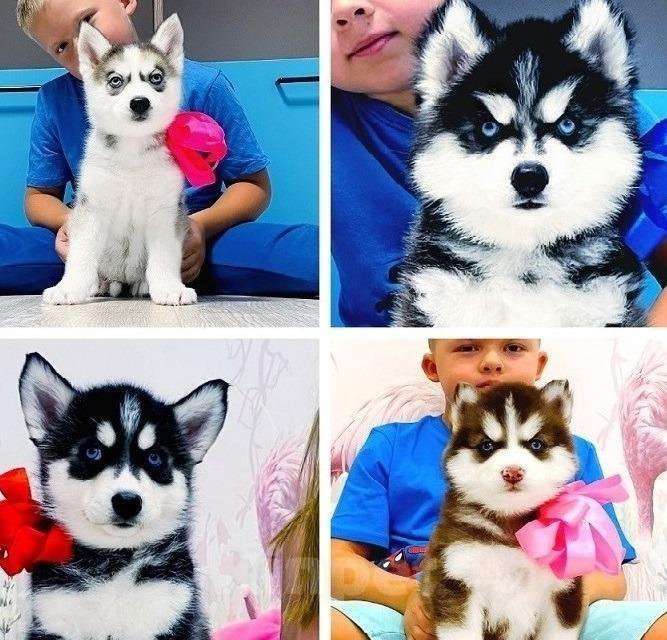 Собаки в Абакане: Хаски Щенки Разных окрасов Разнополые, Бесплатно - фото 1